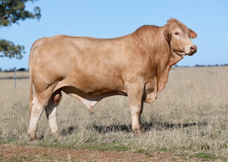 LOT 69