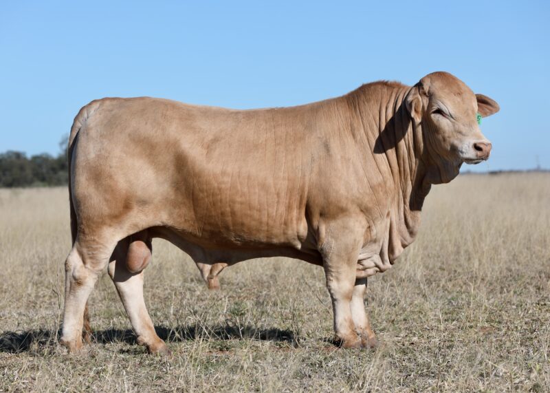 LOT 72