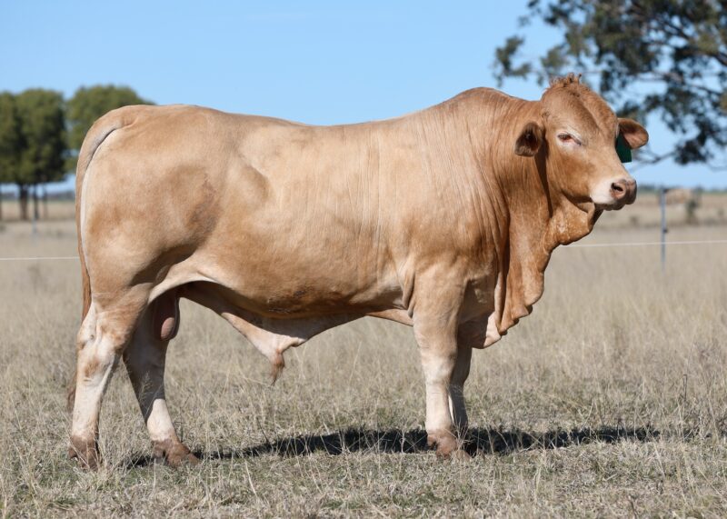 LOT 74