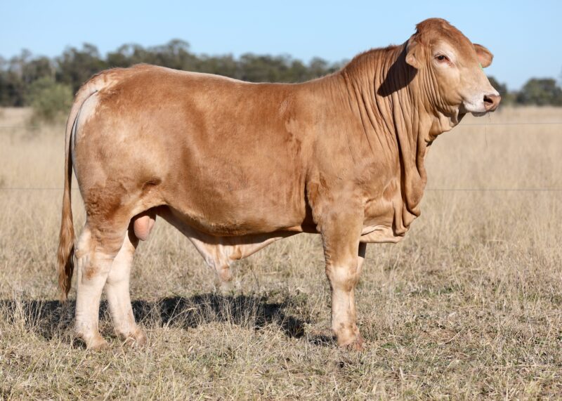 LOT 77