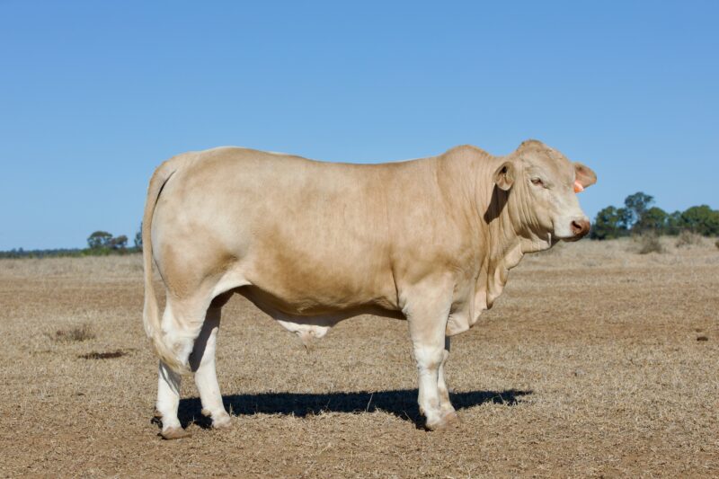 Lot 18 0C1A3071
