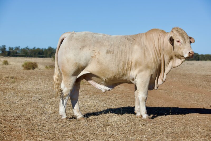 Lot 19 0C1A3062